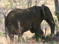 African Bush Elephant (Loxodonta africana)