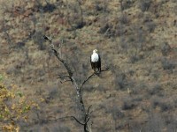 African Fish Eagle (Haliaeetus vocifer)