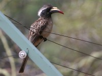 African Grey Hornbill (Lophoceros nasutus)