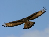 African Hawk-Eagle (Aquila spilogaster)