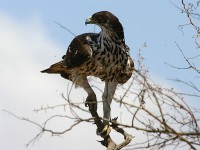 African Hawk-Eagle (Aquila spilogaster)
