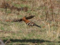 African Hoopoe (Upupa africana)