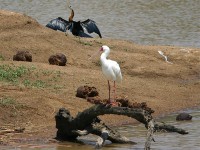 African Darter (Anhinga rufa) African Spoonbill (Platalea alba)