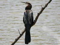 African Darter (Anhinga rufa)