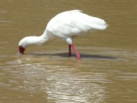 African Spoonbill (Platalea alba)