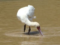 African Spoonbill (Platalea alba)