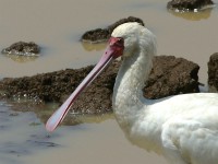 African Spoonbill (Platalea alba)