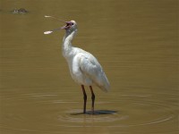 African Spoonbill (Platalea alba)
