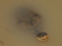 Marsh Terrapin (Pelomedusa subrufa)