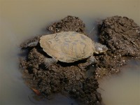 Marsh Terrapin (Pelomedusa subrufa)