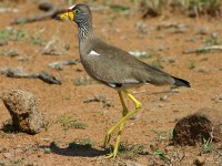 African Wattled Lapwing (Vanellus senegallus)