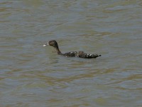 African Black Duck (Anas rubripes)