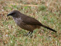 Arrow-marked Babbler (Turdoides jardineii)