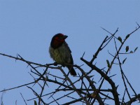 Black-collared Barbet (Lybius torquatus)