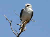 Black-winged Kite (Elanus caeruleus)