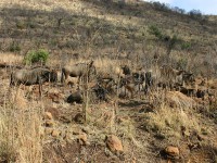 Blue Wildebeest (Connochaetes taurinus)