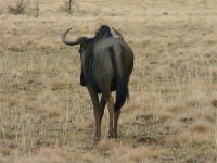 Blue Wildebeest (Connochaetes taurinus)
