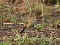 Buffy Pipit (Anthus vaalensis)