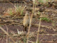 Buffy Pipit (Anthus vaalensis)