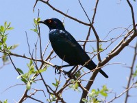 Cape Starling (Lamprotornis nitens)