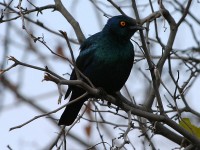 Cape Starling (Lamprotornis nitens)