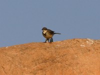 Cape Wagtail (Motacilla capensis)