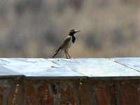 Capped Wheatear (Oenanthe pileata)