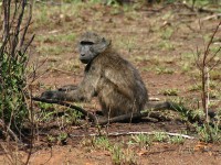 Chacma Baboon (Papio ursinus)