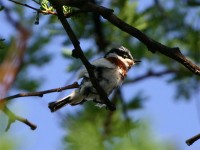 Chinspot Batis (Batis molitor)