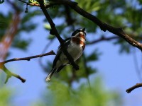 Chinspot Batis (Batis molitor)