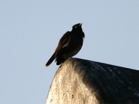 Common Myna (Acridotheres tristis)