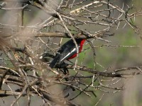 Crimson-breasted Shrike (Laniarius atrococcineus)