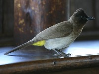 Dark-capped Bulbul (Pycnonotus tricolor)