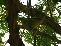 Cape White-eye (Zosterops virens virens)
