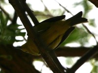 Cape White-eye (Zosterops virens virens)