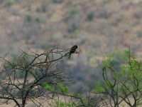 Fork-tailed Drongo (Dicrurus adsimilis)