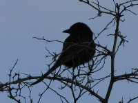 Fork-tailed Drongo (Dicrurus adsimilis)