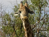 South African Giraffe (Giraffa camelopardalis giraffa)