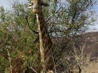 South African Giraffe (Giraffa camelopardalis giraffa)