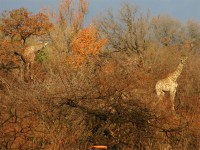 South African Giraffe (Giraffa camelopardalis giraffa)