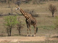 South African Giraffe (Giraffa camelopardalis giraffa)