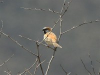 Great Sparrow (Passer motitensis)