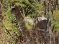 Common Duiker (Sylvicapra grimmia) Grey Duiker