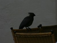 Grey Go-away-bird (Corythaixoides concolor)