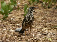 Groundscraper Thrush (Turdus litsitsirupa)