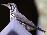 Groundscraper Thrush (Turdus litsitsirupa)