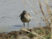 Hadada Ibis (Bostrychia hagedash)