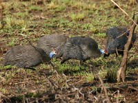 Helmeted Guineafowl (Numida meleagris)