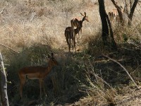 Impala (Aepyceros melampus)
