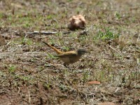 Kalahari Scrub Robin (Cercotrichas paena)